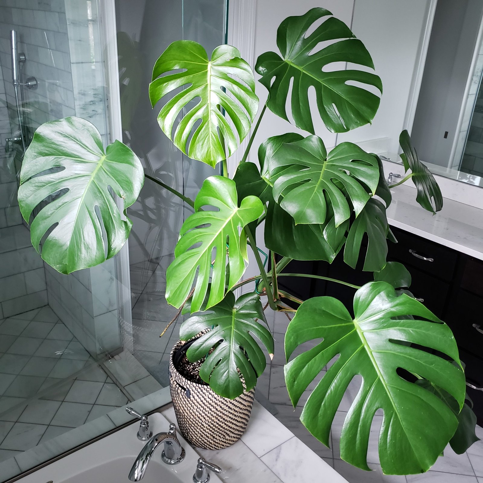 Monstera Deliciosa (Test)