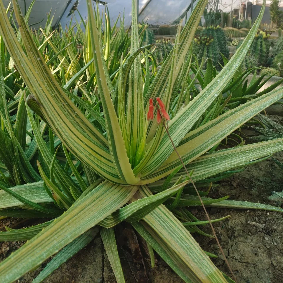 Aloe Vera